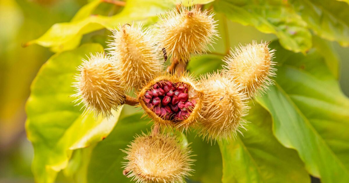 Annatto Color: The Natural Secret Behind Vibrant Foods in 2026