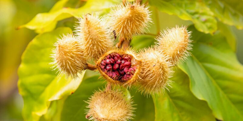 Annatto Color: The Natural Secret Behind Vibrant Foods in 2026