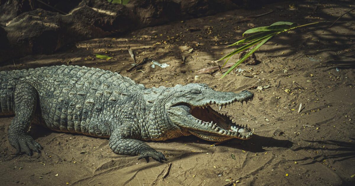 The Ultimate Predator: What Defines a Quaternary Consumer in 2026?