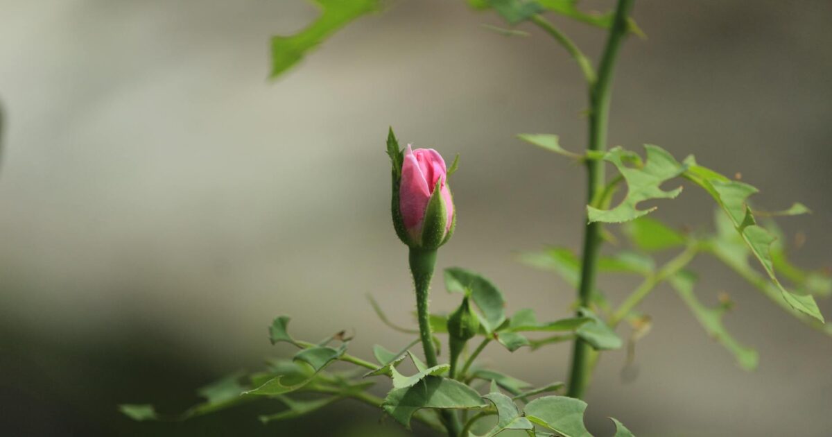 Rosebud Sausage: Your 2026 Guide to Unforgettable Flavor