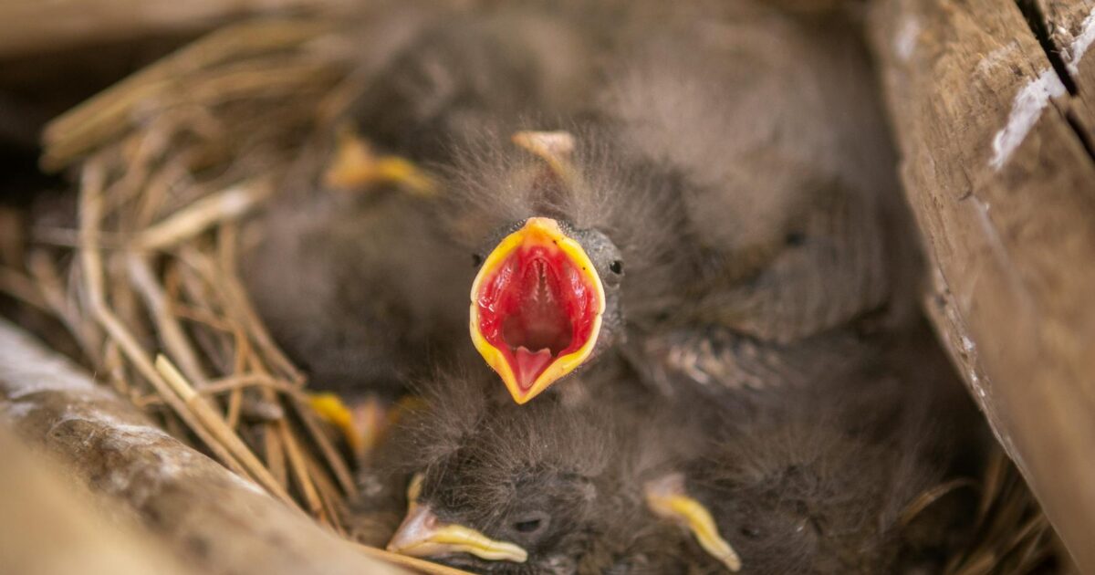 Feeding Young Birds: Your Essential 2026 Guide to Safe Nutrition