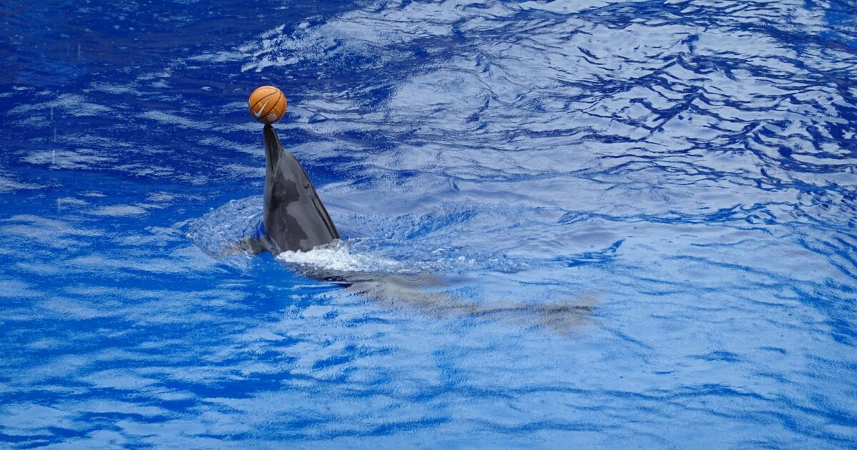 Baltimore vs Miami Tickets: Your 2026 Guide