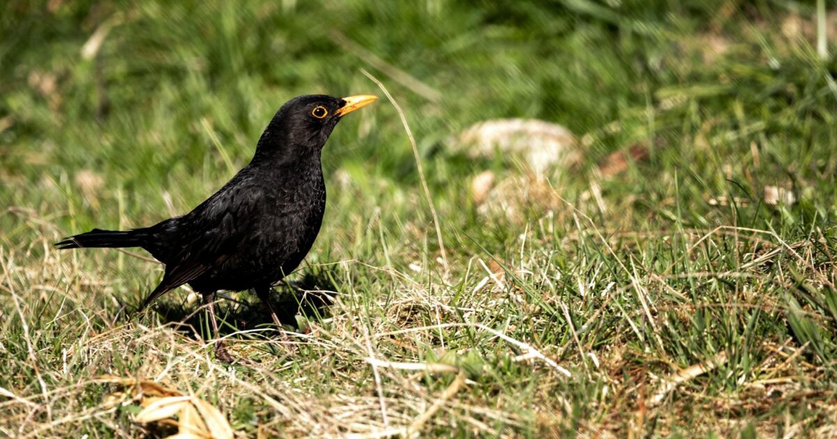 Blackbird Bozeman: A Local’s 2026 Guide to This Hidden Gem