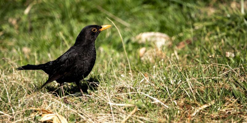 Blackbird Bozeman: A Local’s 2026 Guide to This Hidden Gem