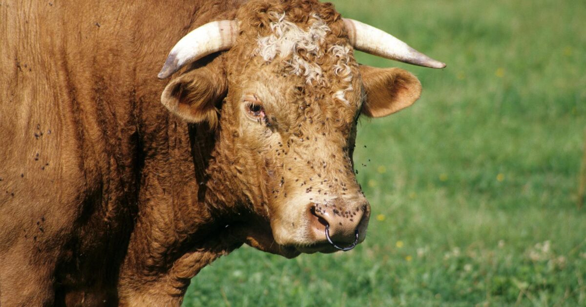 The Bull Nose Ring: A 2026 Guide to Safe Cattle Handling