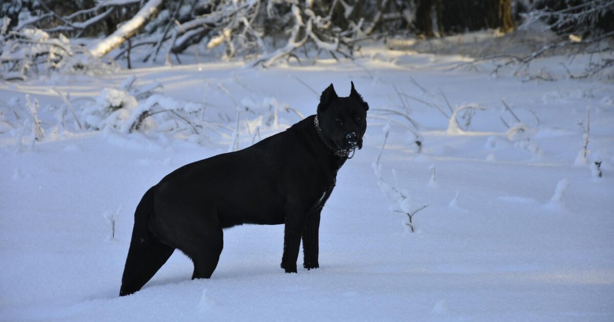 Cane Corso Colors: A Complete Guide to Their Unique Hues in 2026