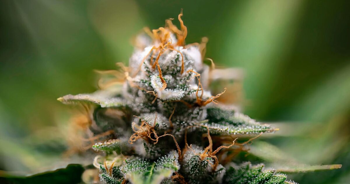 Indica Sedation: Does Indica Make You Tired in 2026?