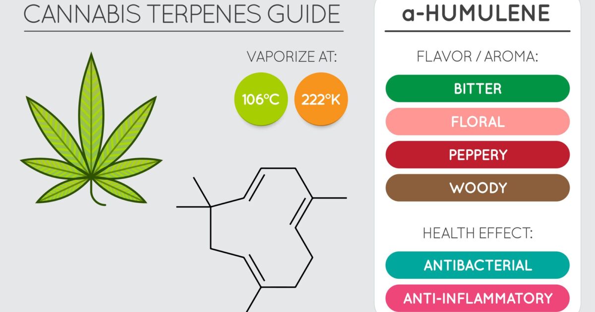 Indica Sedation: Does Indica Make You Tired in 2026?
