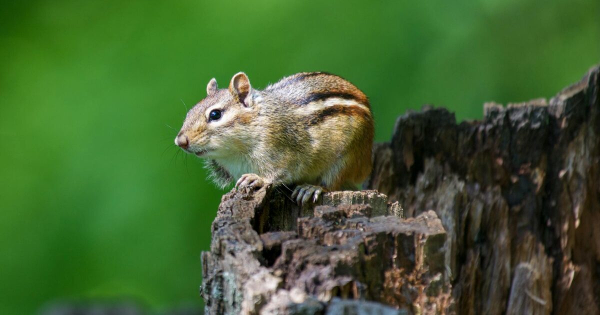 Best Chipmunk Traps: Your Guide to Getting Rid of Them in 2026
