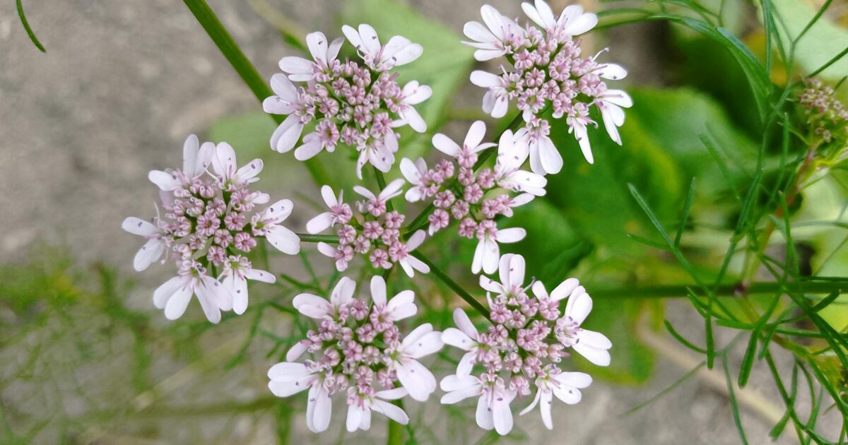 Coriander: Your 2026 Home Growing How-To Guide