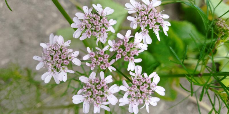 Coriander: Your 2026 Home Growing How-To Guide