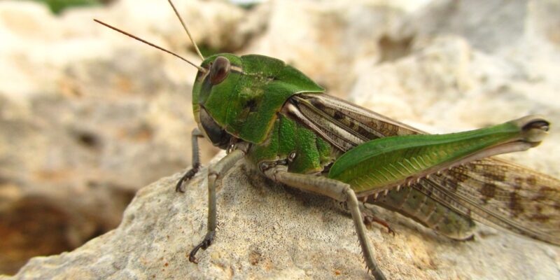 How Long Do Crickets Live? Lifespan Secrets Revealed in 2026