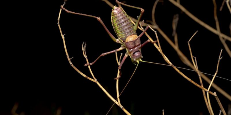 Do Crickets Bite? The Truth About These Chirping Insects in 2026