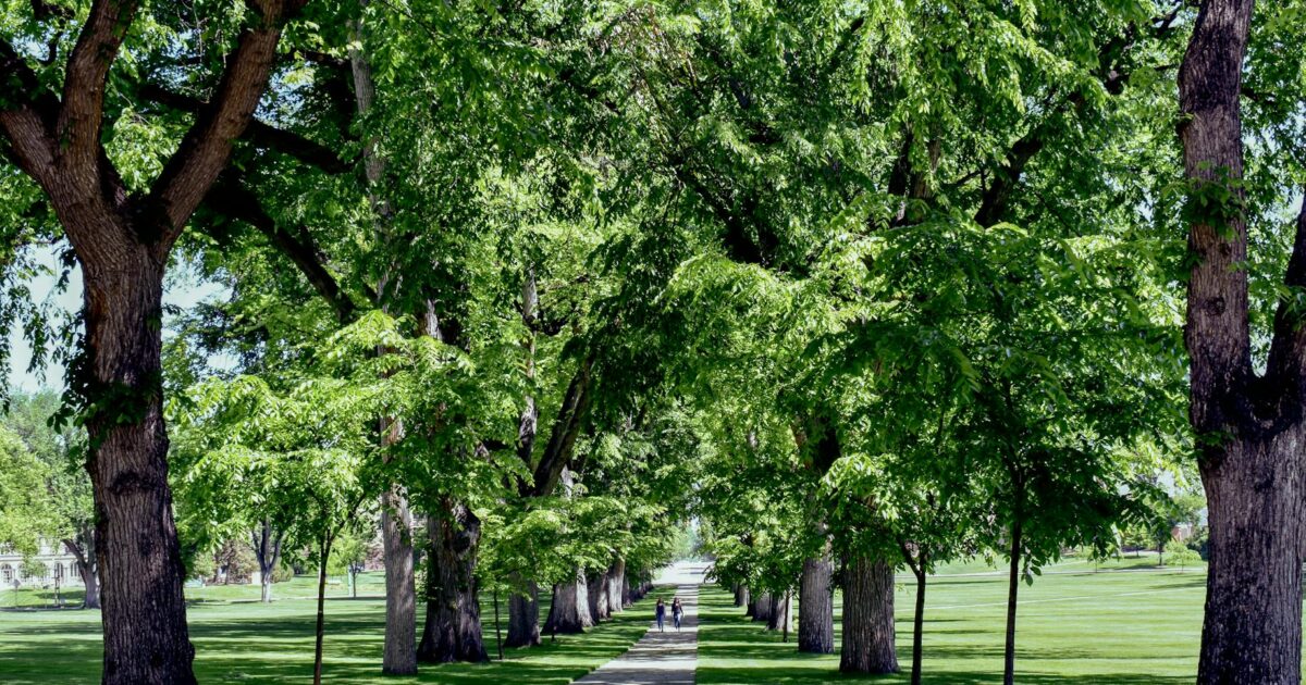 CSU Email Guide 2026: Master Your California State University Inbox