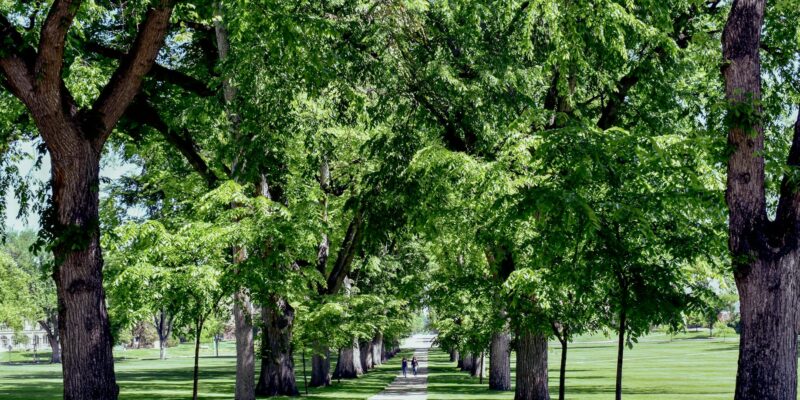 CSU Email Guide 2026: Master Your California State University Inbox