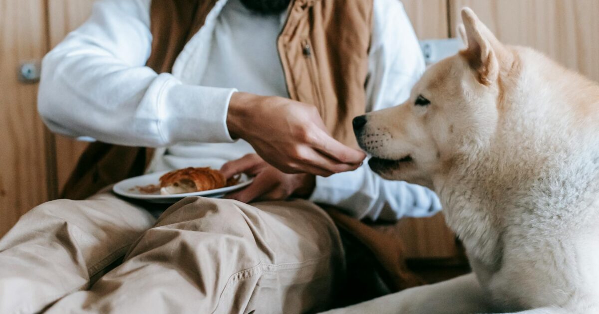Dog Ate Chocolate? Immediate Action Guide for Owners (2026)