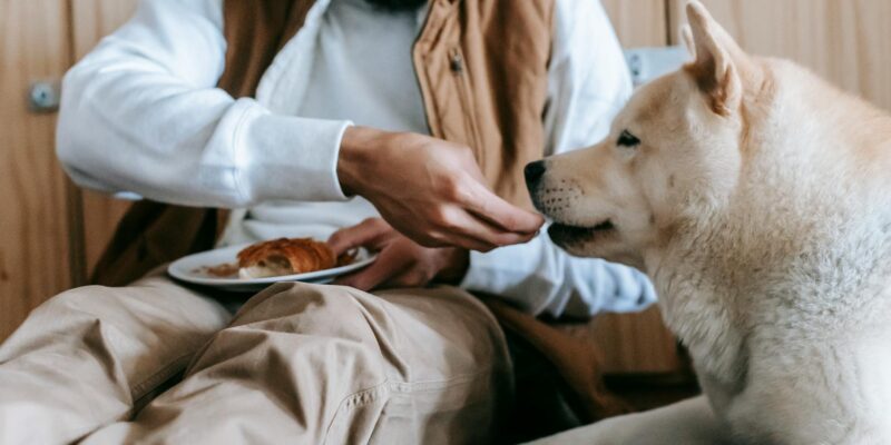 Dog Ate Chocolate? Immediate Action Guide for Owners (2026)
