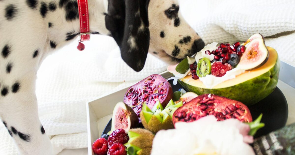 Dog Ate Chicken Bones? Immediate Steps for Safety in 2026