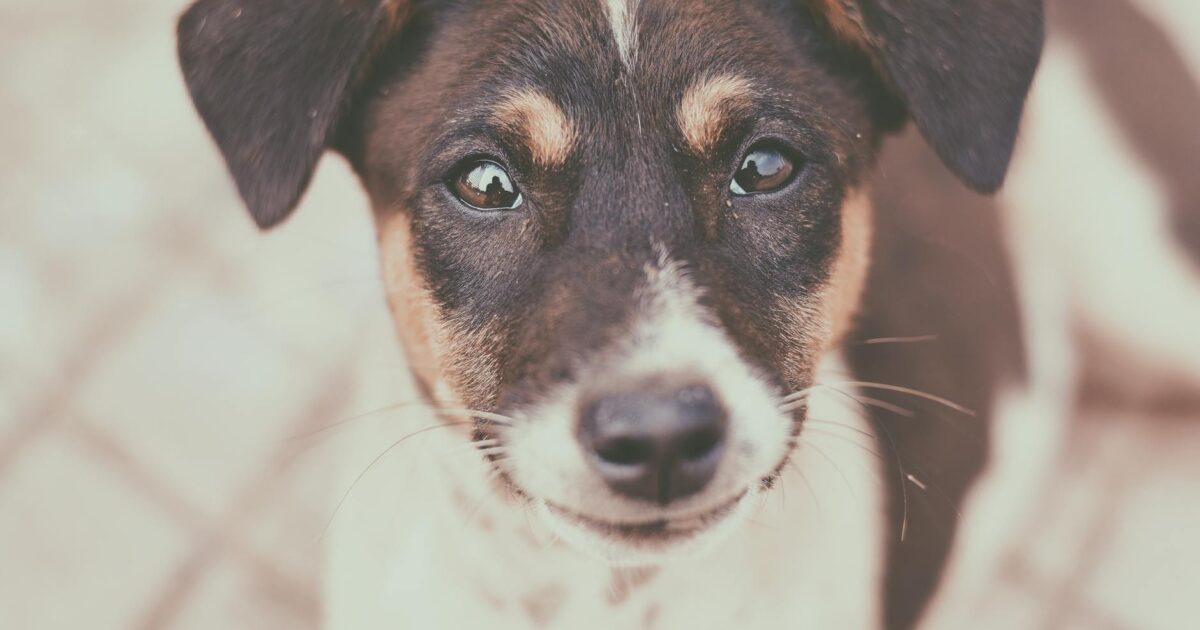 Can Dogs Have Cream Cheese? Expert Advice for 2026