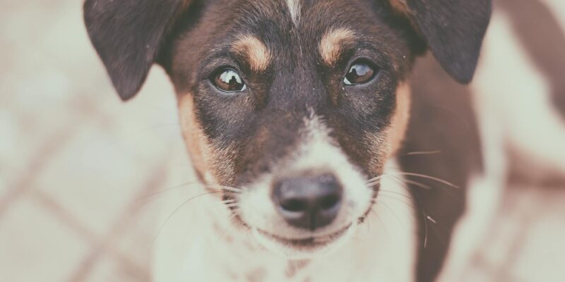 Can Dogs Have Cream Cheese? Expert Advice for 2026