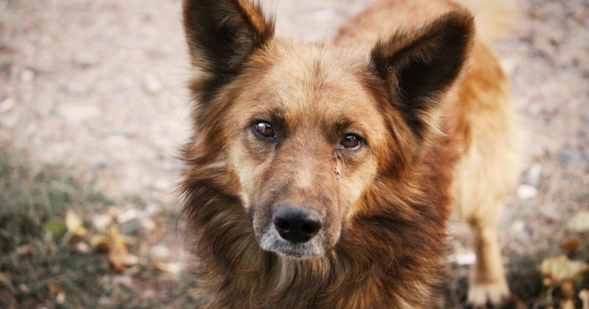 How Long Can Dogs Hold Their Pee Safely? Your 2026 Guide
