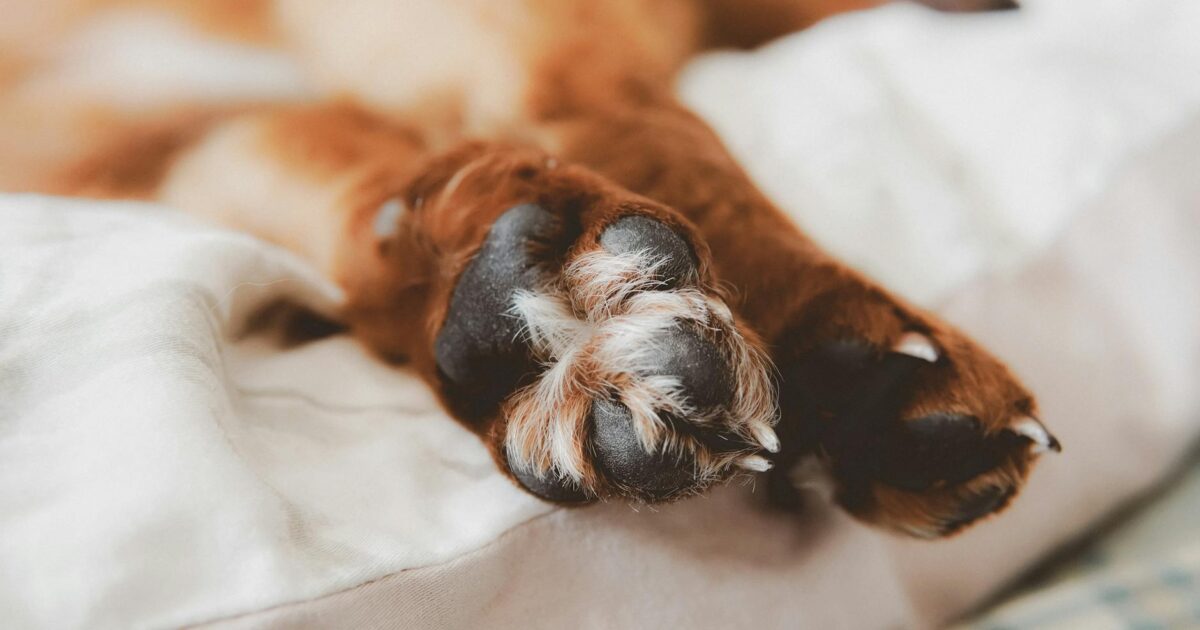 Dog Paw Yeast Infections: 2026 Guide to Causes, Symptoms & Treatment