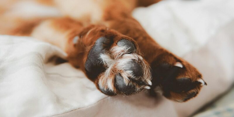 Dog Paw Yeast Infections: 2026 Guide to Causes, Symptoms & Treatment