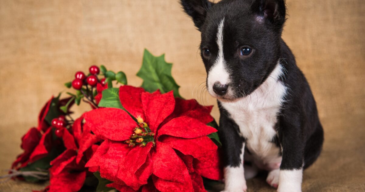 Are Poinsettias Poisonous to Dogs in 2026? Holiday Plant Safety