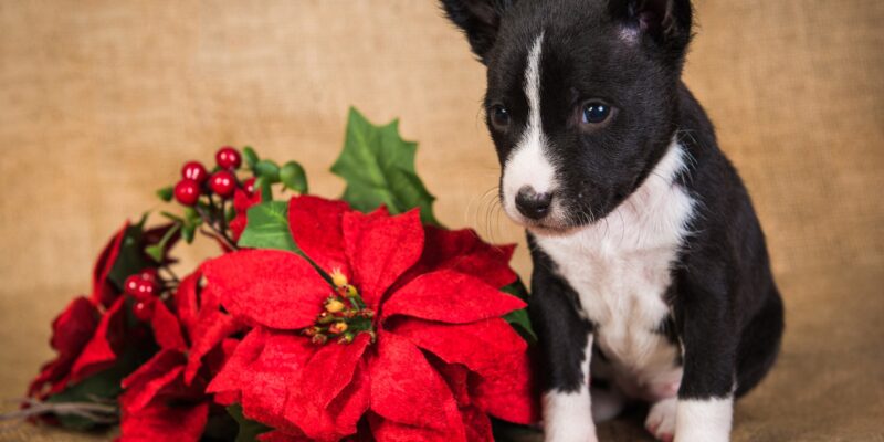 Are Poinsettias Poisonous to Dogs in 2026? Holiday Plant Safety