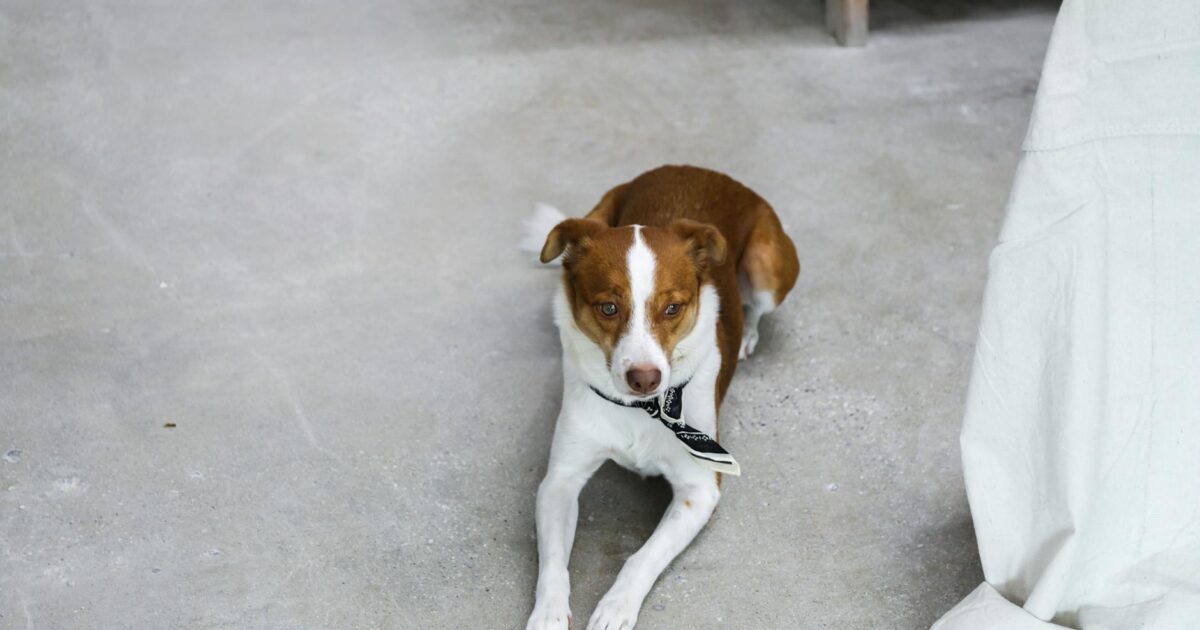 Dog Diarrhea: Safe Home Remedies & Vet Advice (2026)