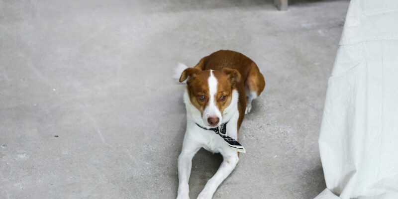 Dog Diarrhea: Safe Home Remedies & Vet Advice (2026)