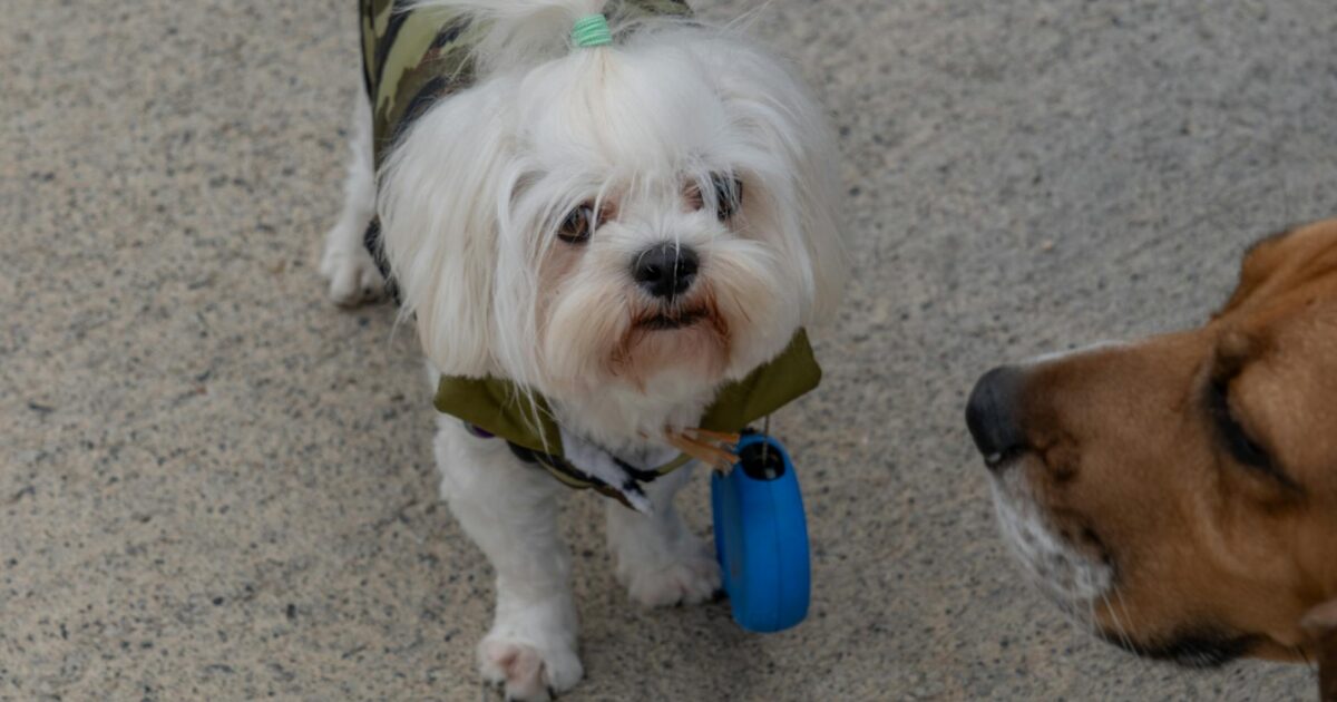 Mosquito Repellent for Dogs: Safe Solutions for 2026