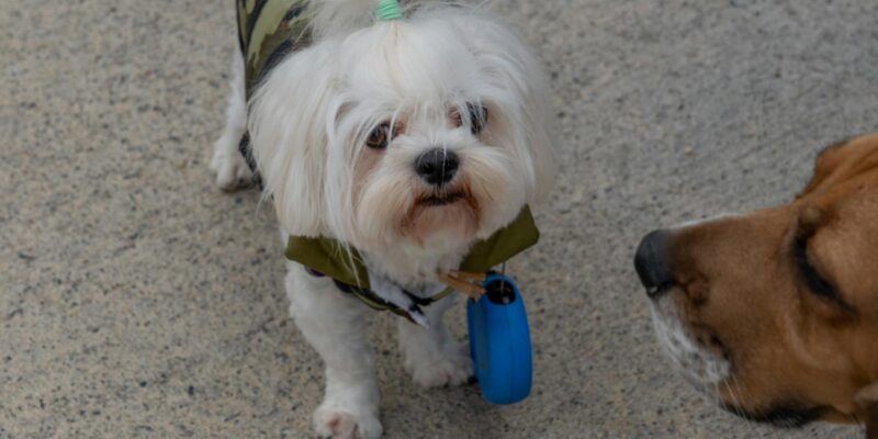 Mosquito Repellent for Dogs: Safe Solutions for 2026