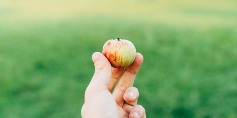 Dwarf Apple Trees: Grow Delicious Fruit in Small Spaces 2026