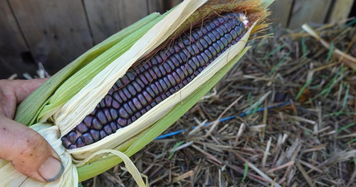 Exeter Corn Maze: Your Ultimate Autumn Adventure 2026
