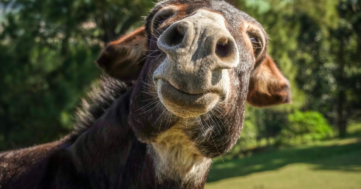 La Bourrique: Your French Donkey Expression Guide 2026