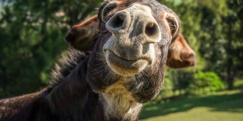 La Bourrique: Your French Donkey Expression Guide 2026