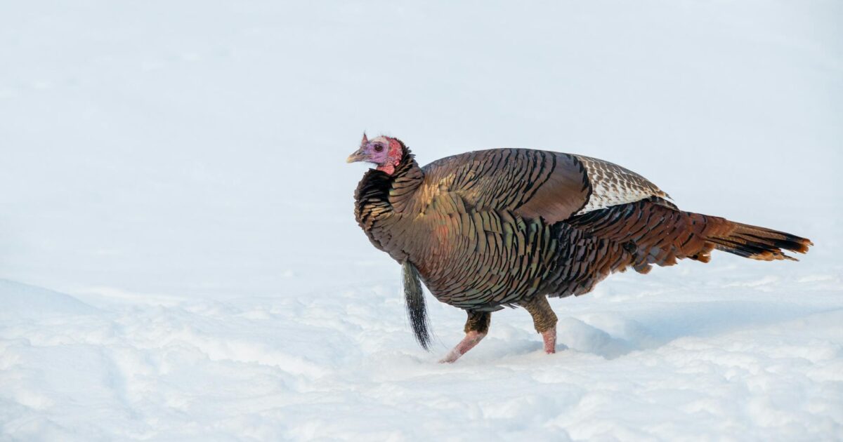 Turkey Bowling: Your Hilarious Guide to Fun & Strikes (2026)