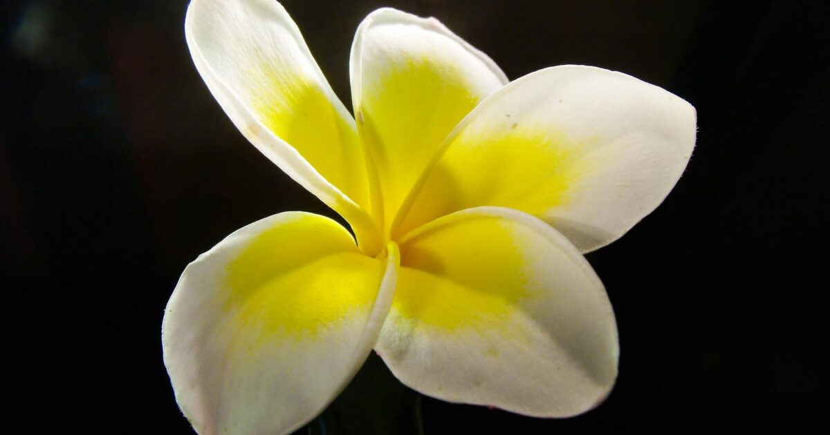 Hawaiian Plumeria Lei: Scent, Symbolism & Aloha Spirit in 2026