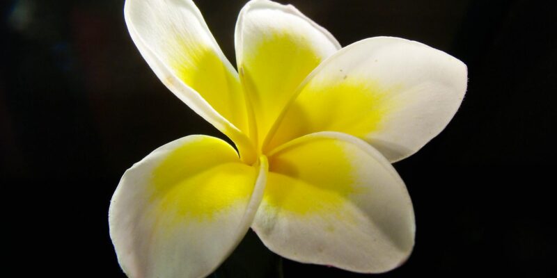 Hawaiian Plumeria Lei: Scent, Symbolism & Aloha Spirit in 2026