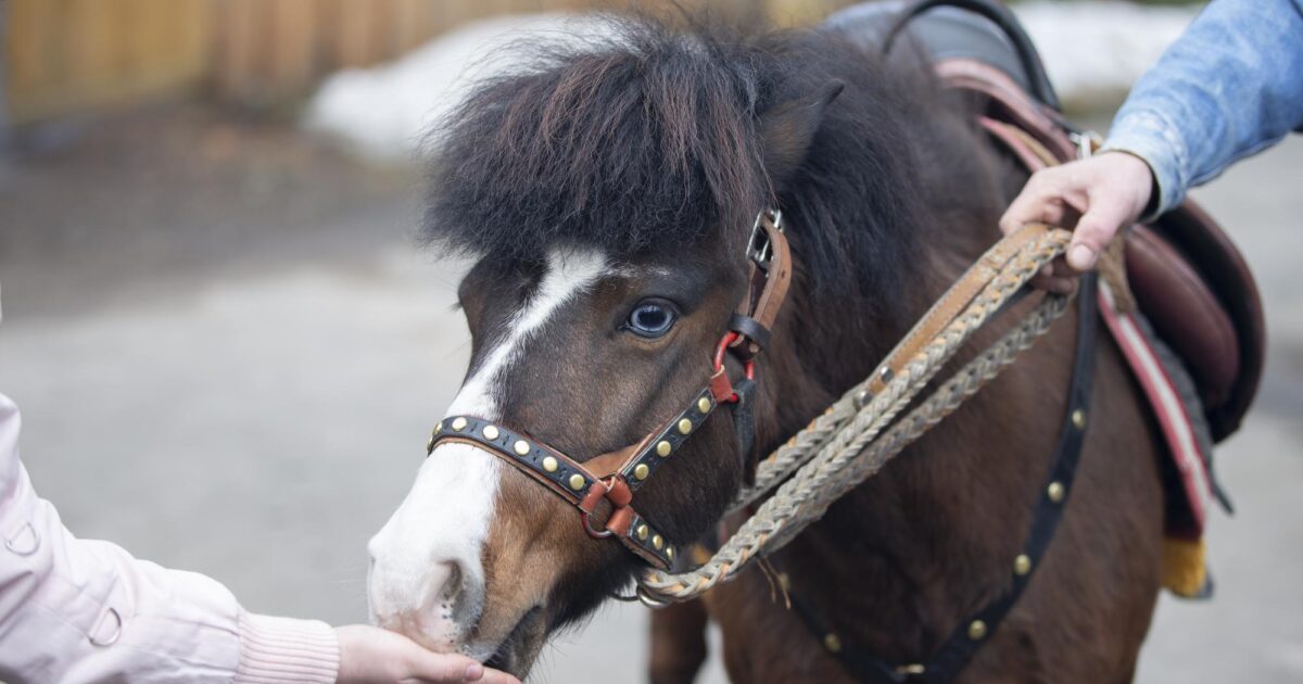 Bute Explained: Safe Equine Phenylbutazone Use in 2026