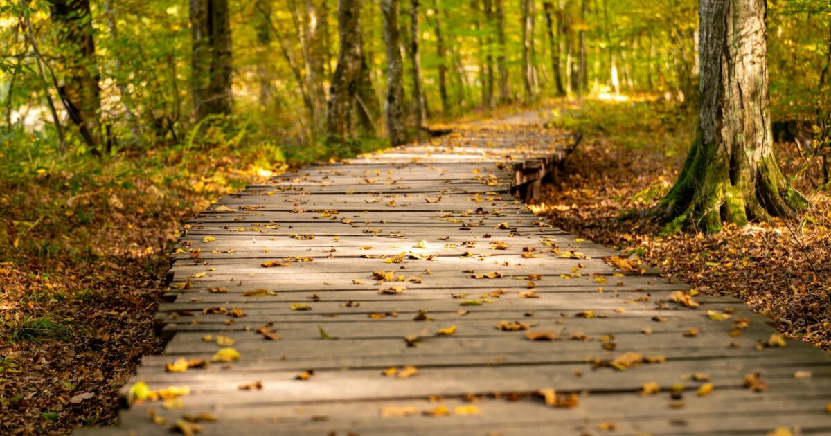 AI Learning Path: Your 2026 Guide to Success