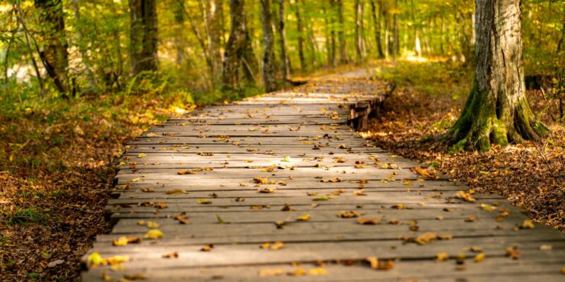 AI Learning Path: Your 2026 Guide to Success