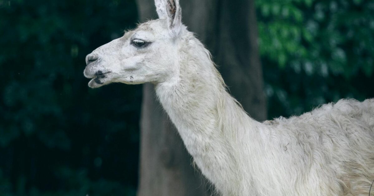 Finetune Llama 4 for Custom AI Models in 2026
