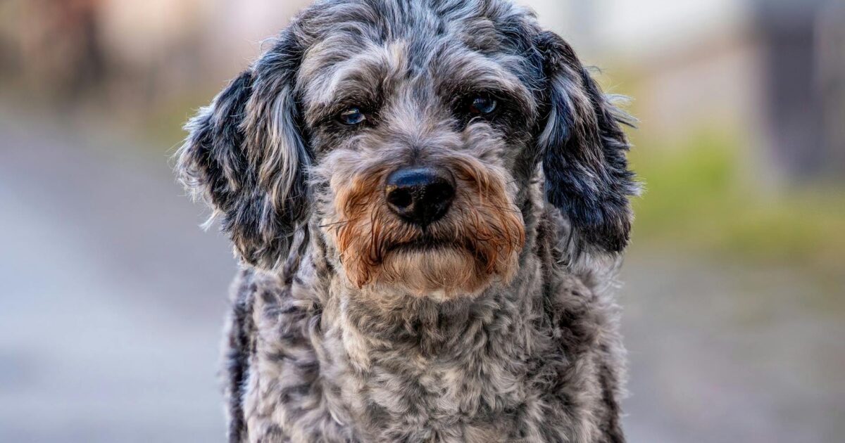 The Adorable Mini Aussiedoodle: Your Complete 2026 Guide