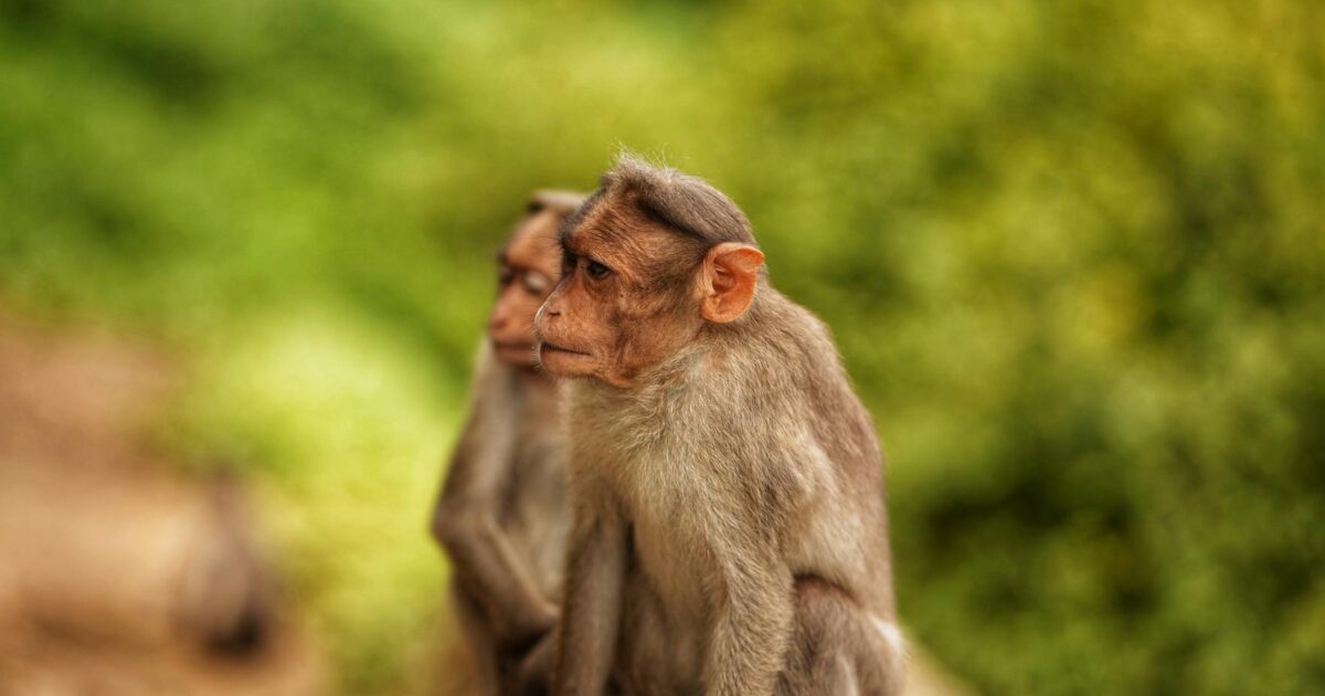 Buying a Monkey: What You Need to Know in 2026