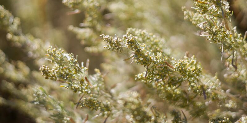 Nevada State Flower: Sagebrush’s Enduring Beauty in 2026