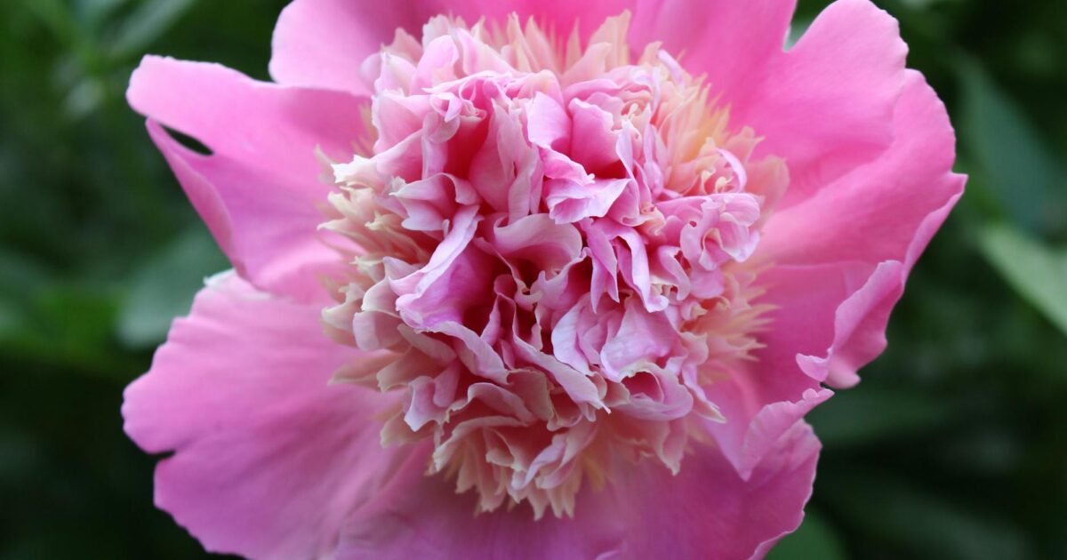 Peonies Season: Your Guide to Beauty & Care (2026)