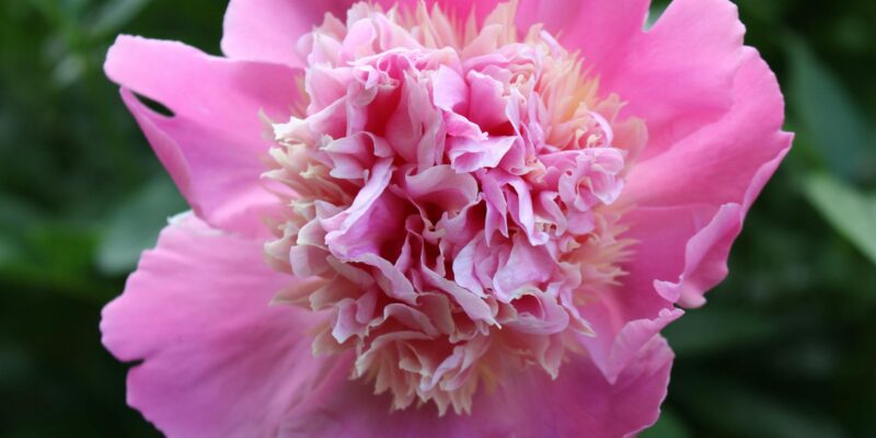 Peonies Season: Your Guide to Beauty & Care (2026)