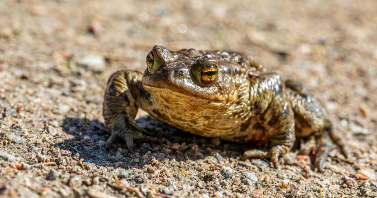 Purple Toad Winery: Unique Wines & Tastings in Paducah 2026